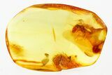 Fossil Spider (Araneae) & Termite (Isoptera) In Baltic Amber #278630-1